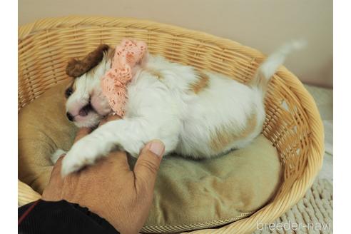 成約済の埼玉県のキャバリアキングチャールズスパニエル-158723の5枚目